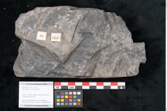 Foto (Objekt + Etikett) von Odontopteris minor Brongniart (NHMW-GEO-2024-0188-10718)